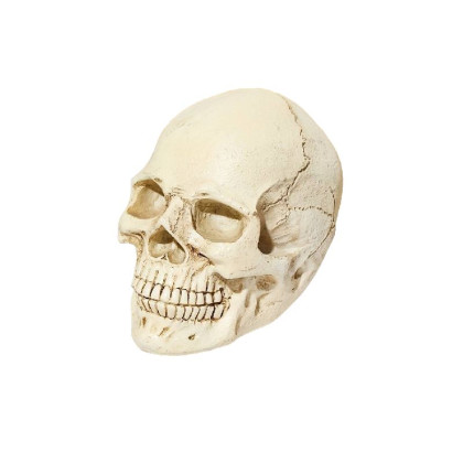 Dekoracija 3D kaukolė Mini Skull White; 7.5x10x7cm Dekoracija 3D kaukolė Mini Skull White; 7.5x10x7cm