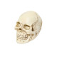 Dekoracija 3D kaukolė Mini Skull White; 7.5x10x7cm