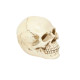 Dekoracija 3D kaukolė Mini Skull White; 7.5x10x7cm