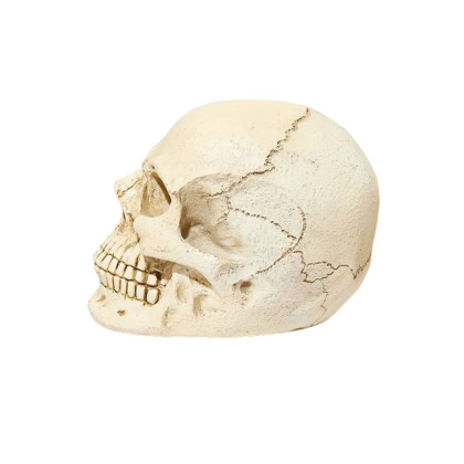 Dekoracija 3D kaukolė Mini Skull White; 7.5x10x7cm Dekoracija 3D kaukolė Mini Skull White; 7.5x10x7cm