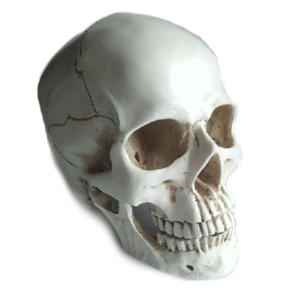 Dekoracija 3D Skull žmogaus kaukolė; 19x16x20cm Dekoracija 3D Skull žmogaus kaukolė; 19x16x20cm
