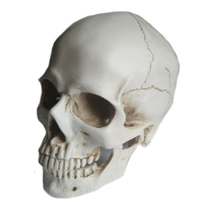 Dekoracija 3D Skull žmogaus kaukolė; 19x16x20cm Dekoracija 3D Skull žmogaus kaukolė; 19x16x20cm