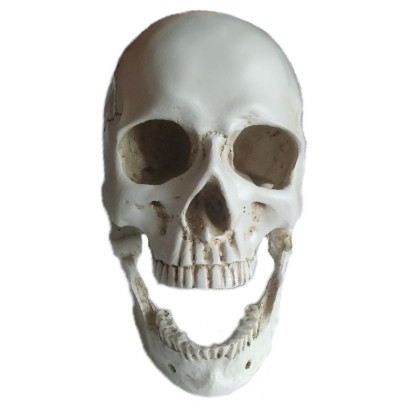 Dekoracija 3D Skull žmogaus kaukolė; 19x16x20cm Dekoracija 3D Skull žmogaus kaukolė; 19x16x20cm