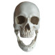 Dekoracija 3D Skull žmogaus kaukolė; 19x16x20cm