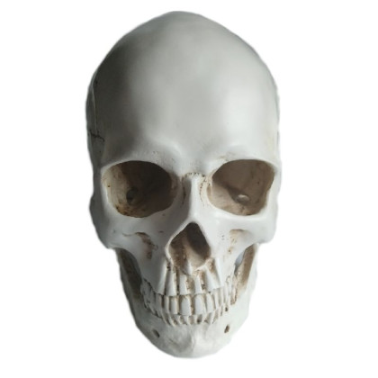 Dekoracija 3D Skull žmogaus kaukolė; 19x16x20cm Dekoracija 3D Skull žmogaus kaukolė; 19x16x20cm