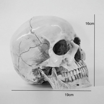 Dekoracija 3D Skull žmogaus kaukolė; 19x16x20cm Dekoracija 3D Skull žmogaus kaukolė; 19x16x20cm