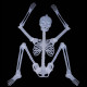 Dekoracija Skeleton sviecianti tamsoje; 30cm