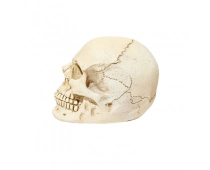 Dekoracija 3D kaukolė Mini Skull White; 7.5x10x7cm