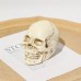 Dekoracija 3D kaukolė Mini Skull White; 7.5x10x7cm
