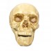 Dekoracija 3D kaukolė Air Skull Classic; 18x16x15cm