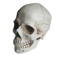 Dekoracija 3D Žmogaus kaukolė; 19x16x20cm
