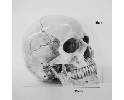 Dekoracija 3D Skull žmogaus kaukolė; 19x16x20cm