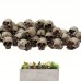 Dekoracija 3D kaukolės Mini Mini Skull; 5vnt